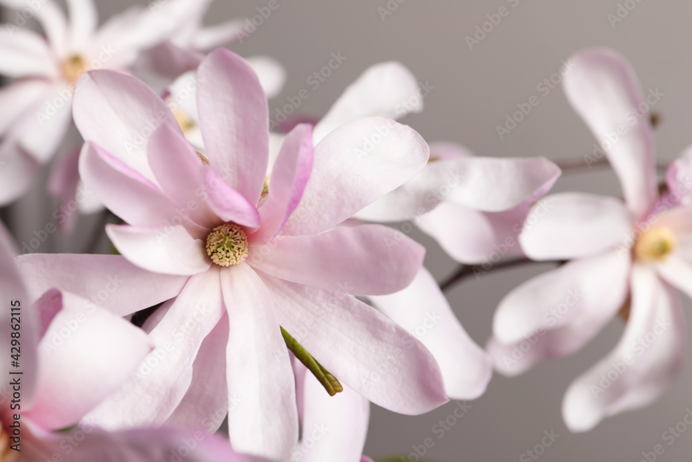 Beautiful magnolia flowers on grey background, closeup