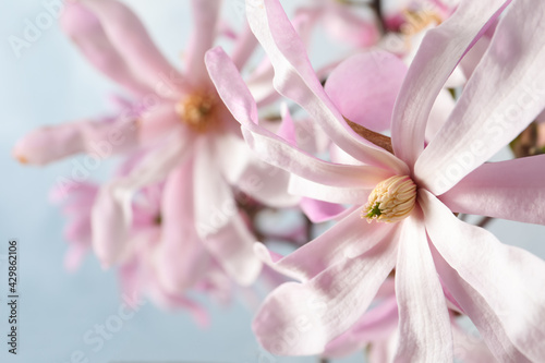 Magnolia tree branch with beautiful flowers on light blue background  closeup