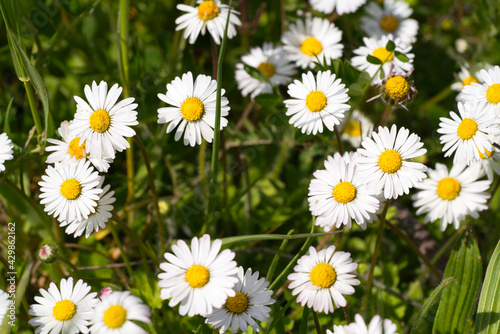 a field of daisy flowers in spring
