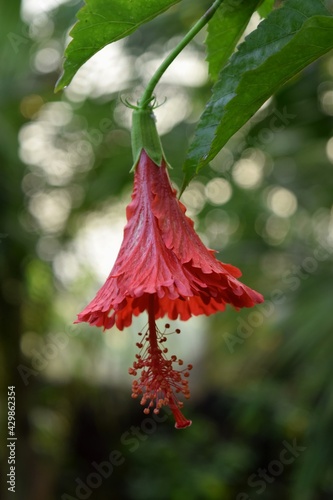Hibiscus rosa – Sinesis , जास्वंद  photo