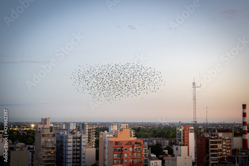 Crazy birds in the sky