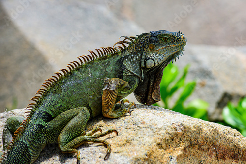 Iguana dragon close up. Wildlife reptile in Florida. Green lizards iguana.