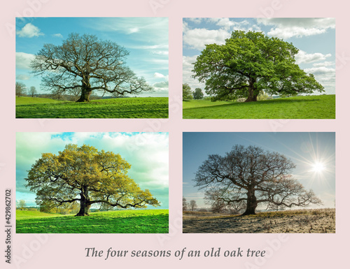 Four seasons for an old oak tree.