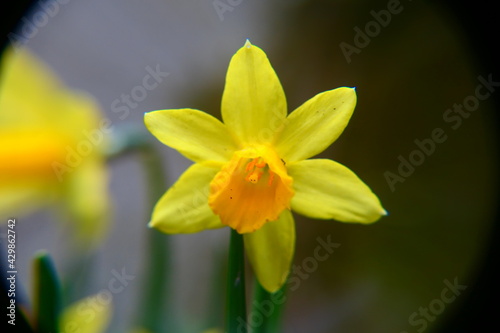 gelbe Narzisse 