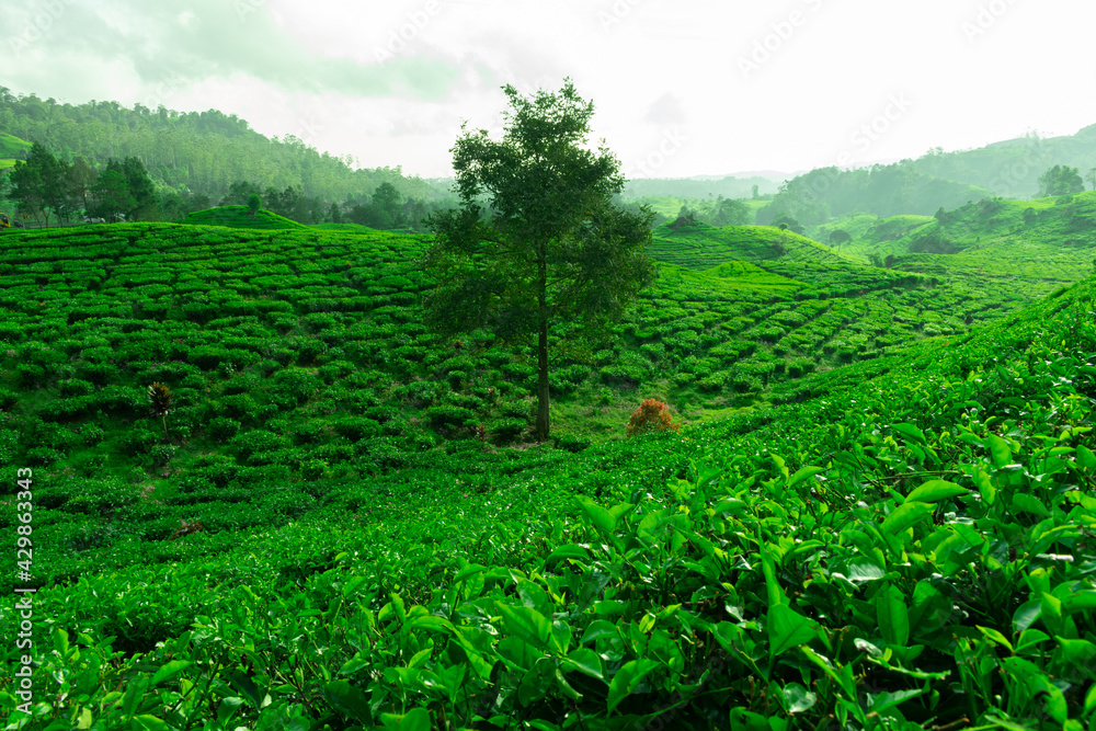 green tea plantation green tea plantation