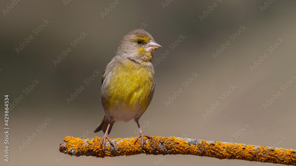 Obraz premium Common Linnet standing on branch