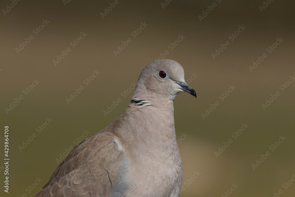 Eurasian Collared Dove with green background Eurasian Collared Dove with green background
