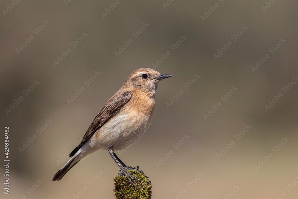 standing on mossy branch Northern Wheatear standing on mossy branch Northern Wheatear