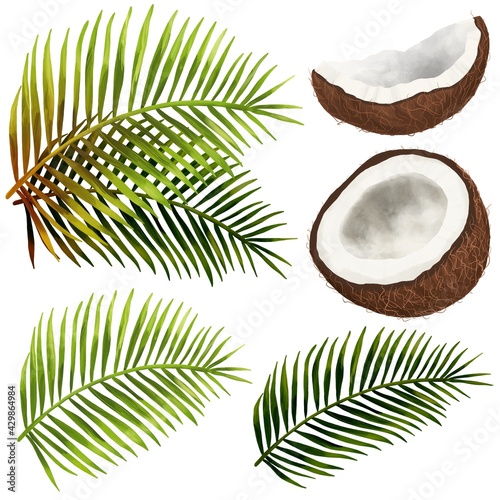 Viertelste und halbe Kokosnuss mit Ästen einer Palme