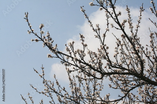 branches against blue sky