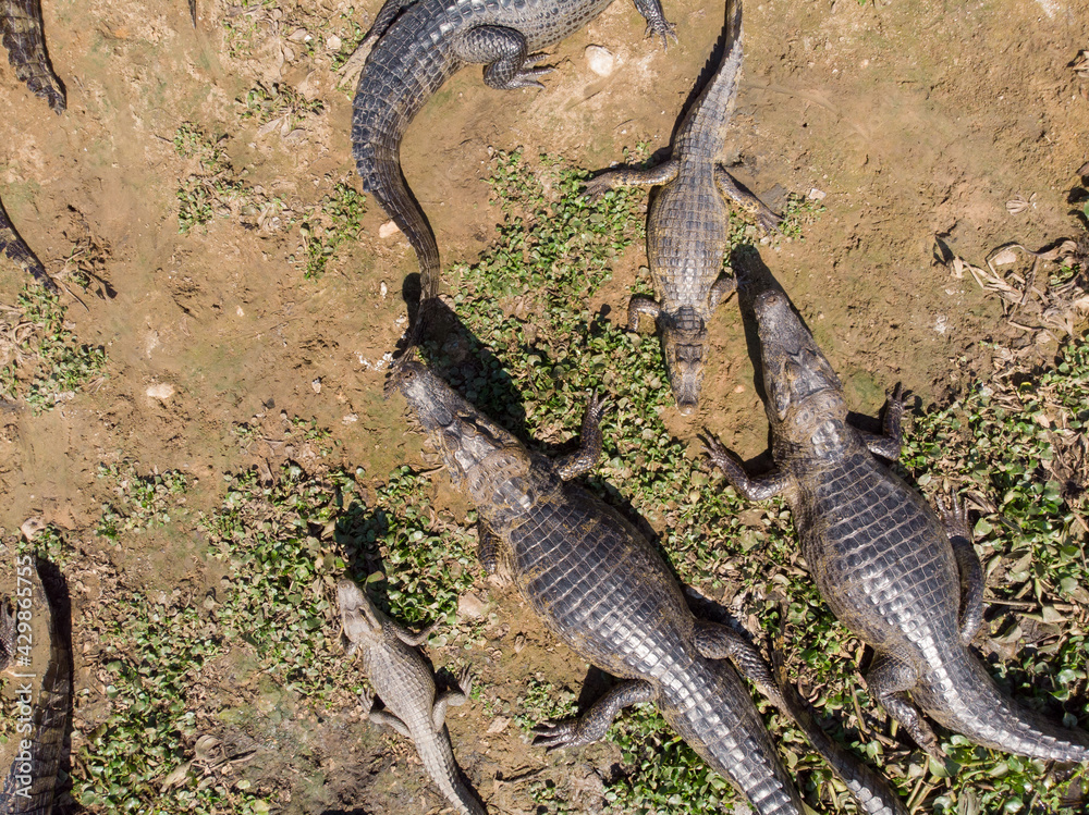 Jacarés, Caiman yacare na tanspantaneira, pantanal do Mato Grosso, Brasil Jacarés, Caiman yacare na tanspantaneira, pantanal do Mato Grosso, Brasil