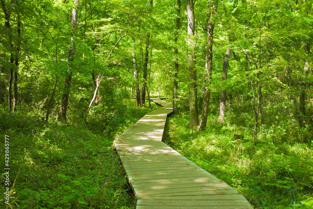Obraz premium forest boardwalk
