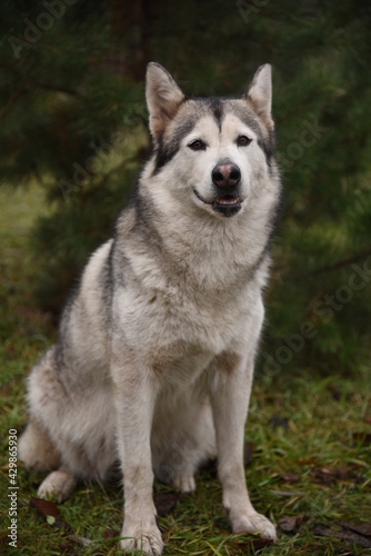 A beautiful dog of breed Alaskan Malamute  Husky  sits under a green Christmas tree