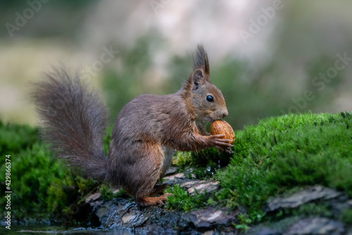 Eurasian red squirrel (Sciurus vulgaris) eating a walnut in the forest of Noord Brabant in the Netherlands.