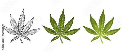 Marijuana mature plant with leaves and buds. Vector engraving illustration
