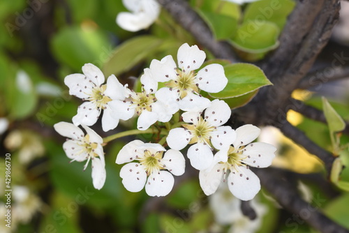 White flowers of Pyrus comunis or hair 12 photo