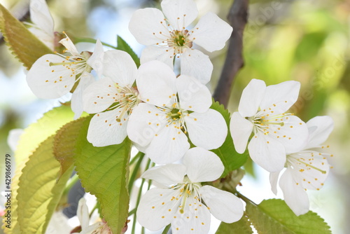 White flowers of Pyrus comunis or hair 4 photo