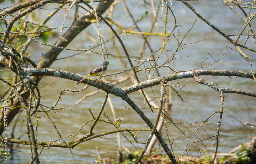 grey wagtail perches on a branch over the wiltshire river avon 