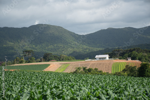 Pequenas propriedades rurais em São José dos Pinhais, abastecem a região metropolitana de alimentos. Paraná, Brasil photo