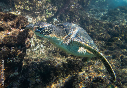 Hawaiian Green Sea Turtle With Fish Hook in Neck Swimming Close Up Profile