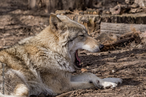 Gray Wolf  Canis lupus  in Russia