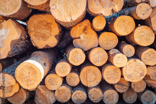 Wooden logs are stacked in rows for construction.