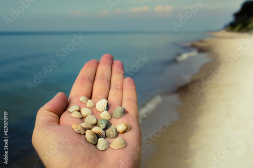 muszle na dłoni zbierane na brzegu morza Bałtyk