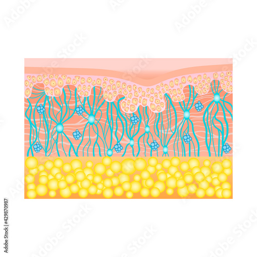 Human Skin Structure With Collagen And Elastane Fibers Hyaluronic
