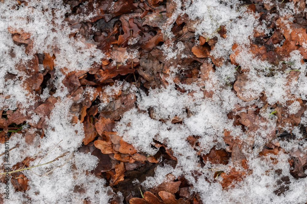 Naklejka premium Schnee auf Eichenlaub