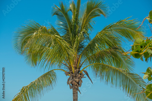Palm tree. Blue sky on background. Green Tree branch. Spring break or Summer vacations. Island Tropical nature. Ocean paradise. Good for travel agency or post card.