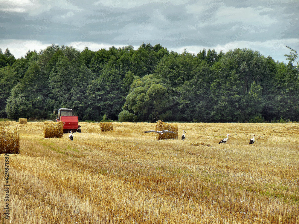 Fototapeta premium Storks on field