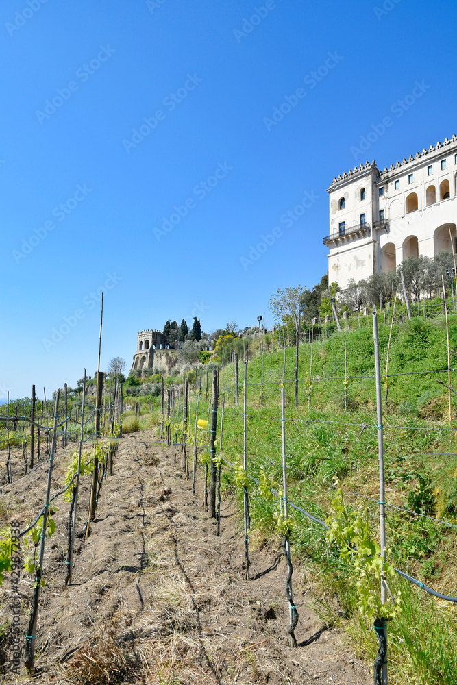 Footpath inside a hillside vineyard in the city of Naples, Italy.