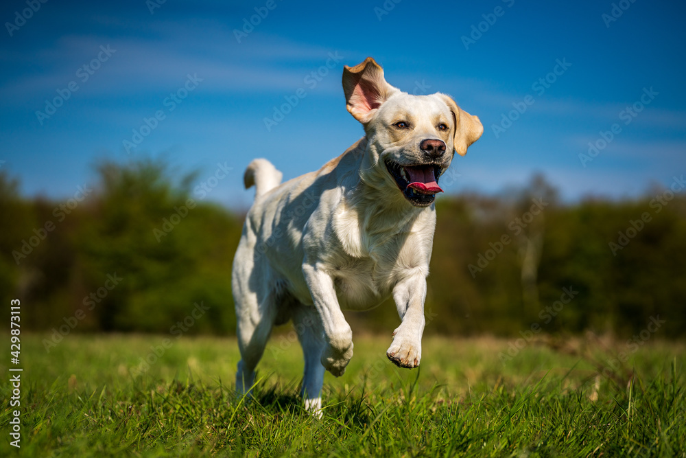 Running dog with tongue out on the meadow.