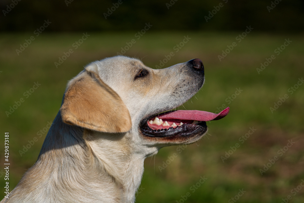 portrait of a labrador with tongue out.