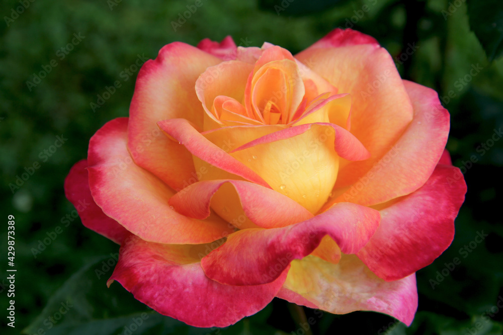 A large lush bud of a hybrid tea rose painted in yellow-red colors
