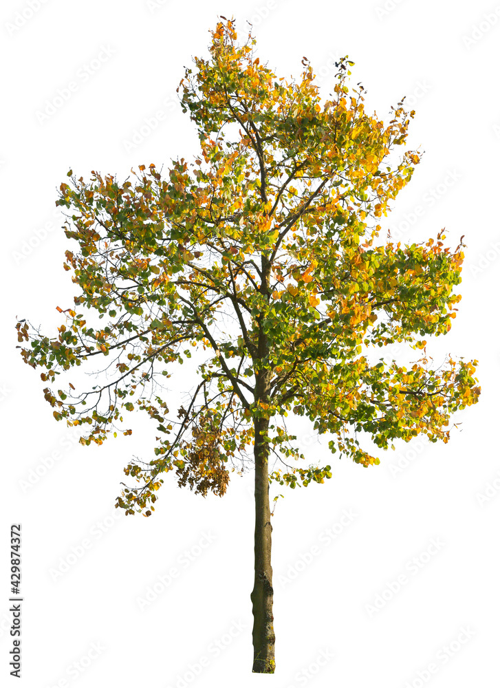 Autumnal maple tree, isolated tree on white background with clipping path