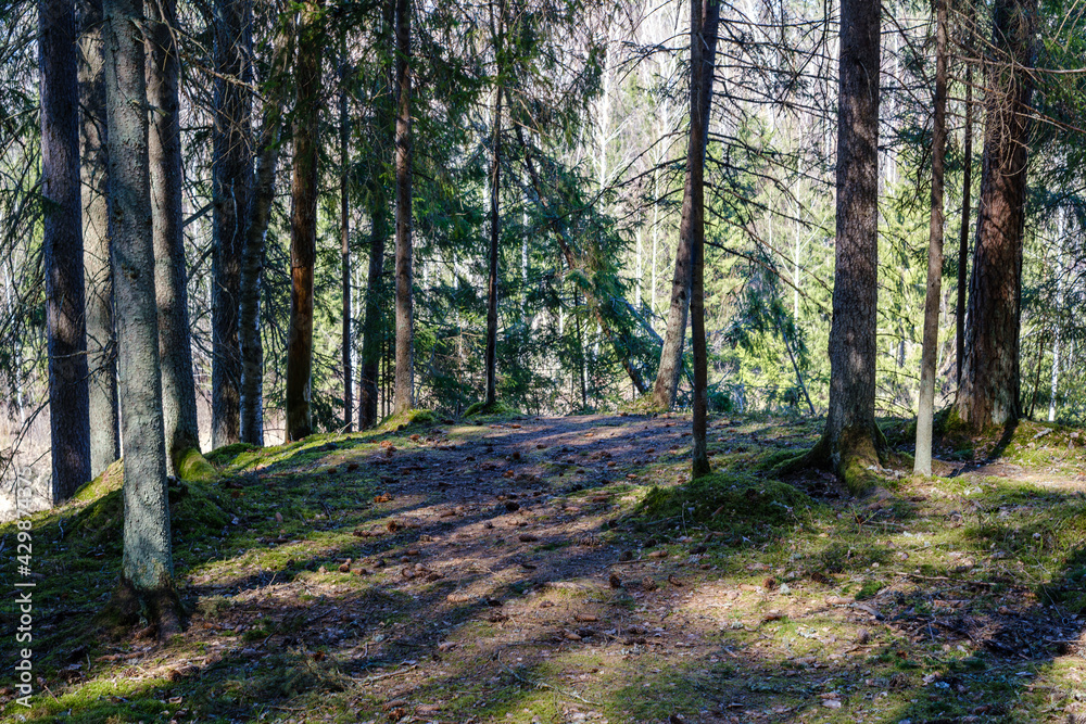 Obraz premium natural summer forest lush with bushes, tree trunks and moss