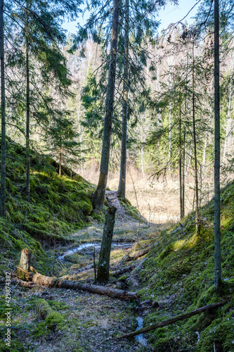 natural summer forest lush with bushes  tree trunks and moss