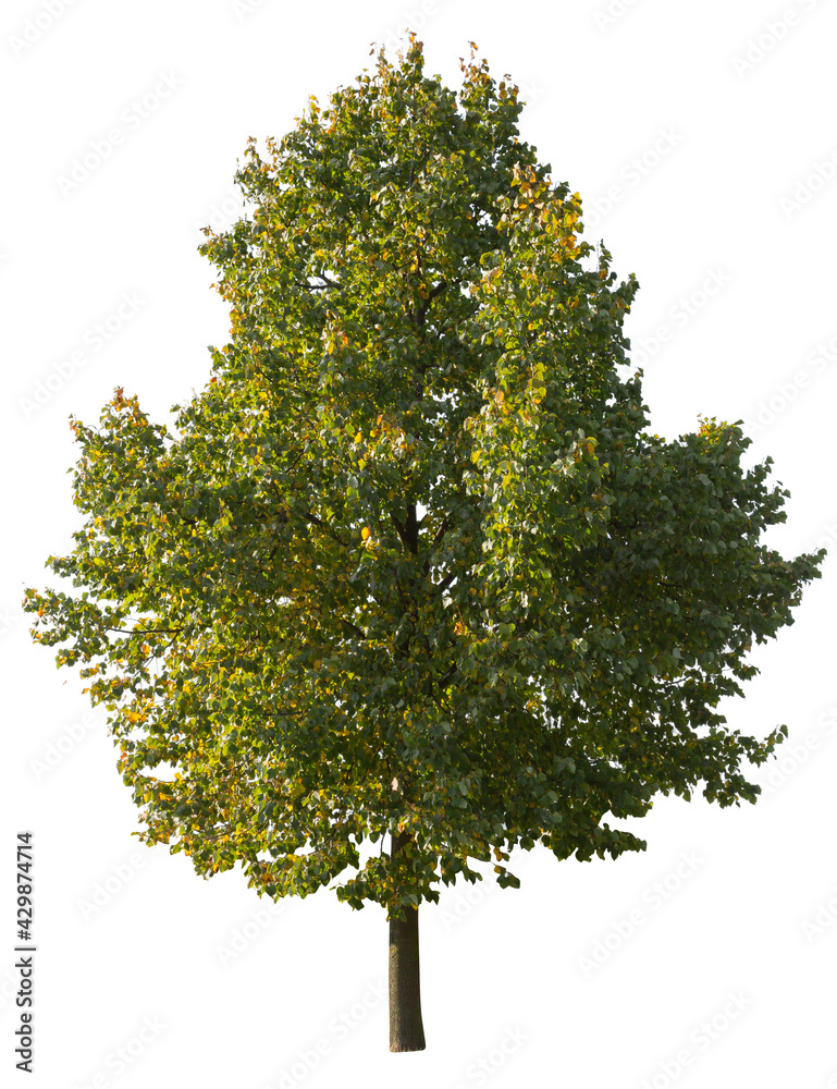Isolated tree on white background, it has yellow leaves and is a deciduous tree