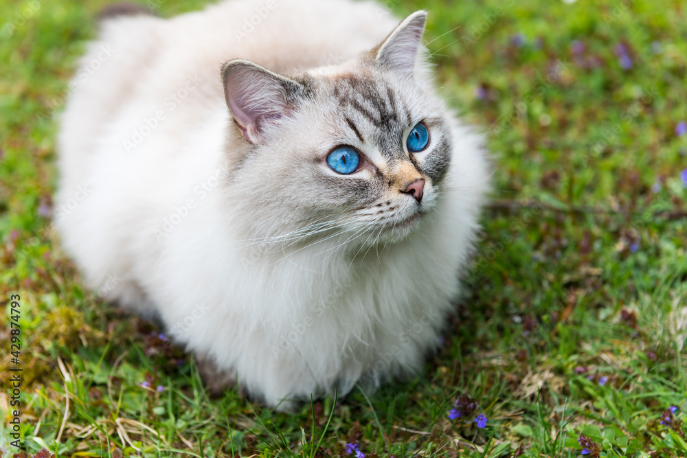 Female fluffy ragdoll cat sitting in the back yard. Adorable cat with blue eyes
