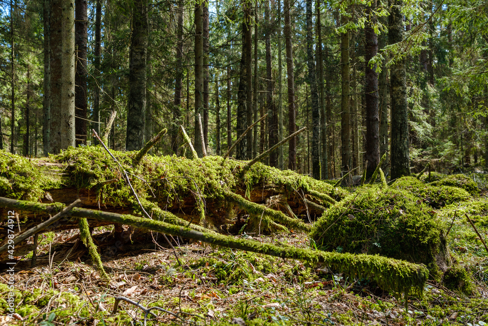 Obraz premium natural summer forest lush with bushes, tree trunks and moss