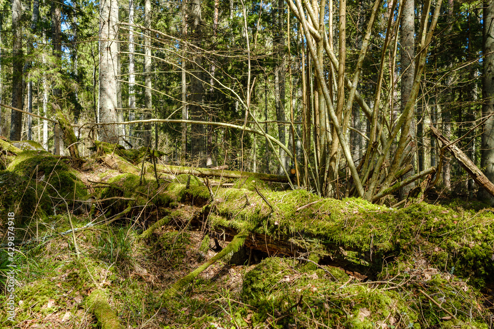 natural summer forest lush with bushes, tree trunks and moss natural summer forest lush with bushes, tree trunks and moss