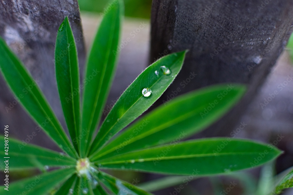 Obraz premium Green lupine leves after rain.