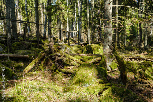 natural summer forest lush with bushes  tree trunks and moss
