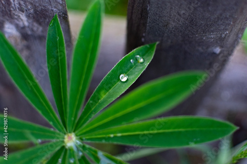 Green lupine leves after rain. photo