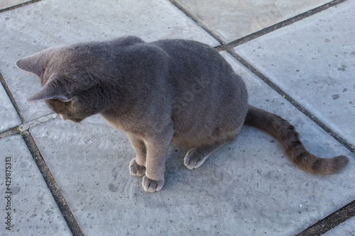 Gray cat with green eyes on the sidewalk