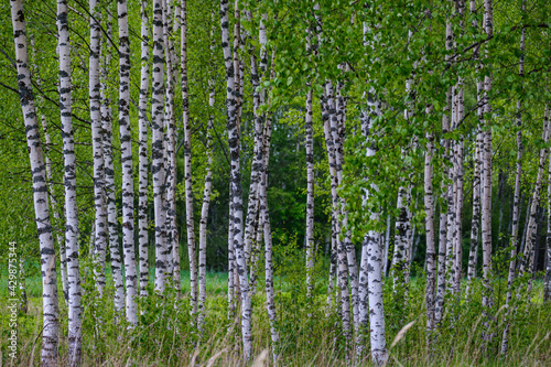 Fototapeta Naklejka Na Ścianę i Meble -  natural summer forest lush with bushes, tree trunks and moss
