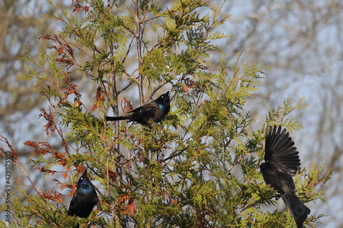 Grackles in marsh (wetland) getting territorial and tying to attract mates
 photo