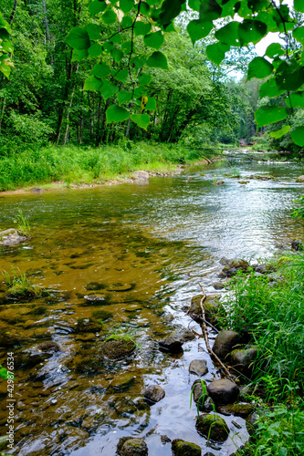 small country river stream in summer green forest