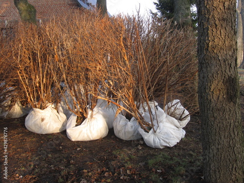 tree saplings for landscape design